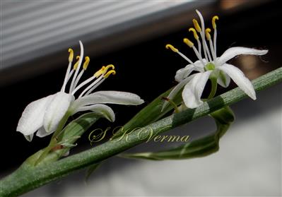  Flowers